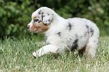 BERGER AUSTRALIEN PUPPIES 326